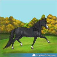 Horse Color:Black and Black