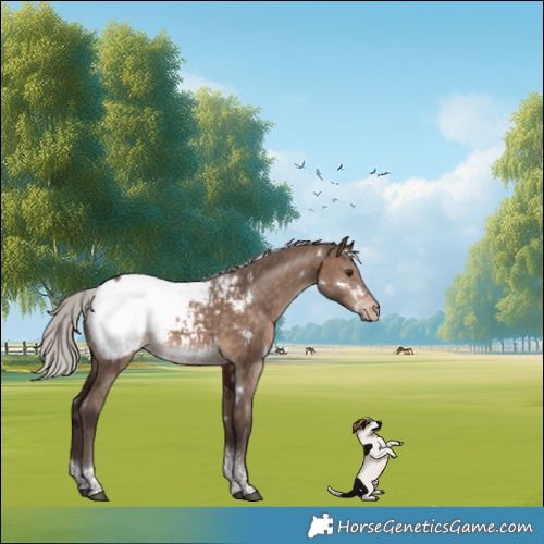 Horse Color:White Spotted Silver Brown Dun Tobiano Appaloosa 
