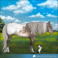Horse Color:White Spotted Silver Brown Dun Tobiano Appaloosa