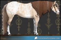 Horse Color:White Spotted Bay Dun Blanket Rabicano  and White Spotted Bay Dun Blanket Rabicano 