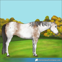 Horse Color:Gray White Spotted Bay Dun Rabicano and Gray White Spotted Bay Dun Rabicano