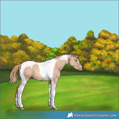 Horse Color:Gold Champagne Dun Tobiano 