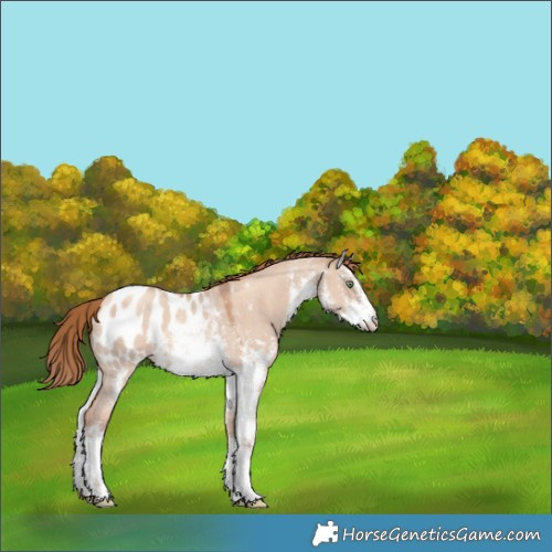 Horse Color:White Spotted Gold Champagne Dun Sabino Blanket 