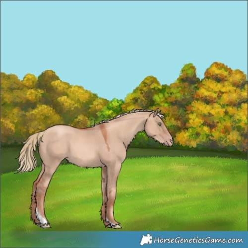 Horse Color:Gold Champagne Dun Tobiano 