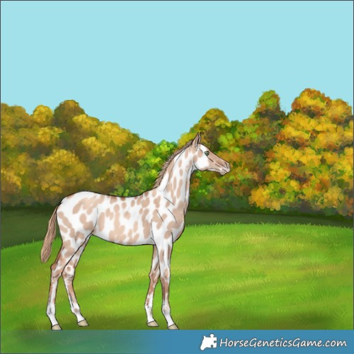 Horse Color:Gold Champagne Dun Sabino Near Leopard 