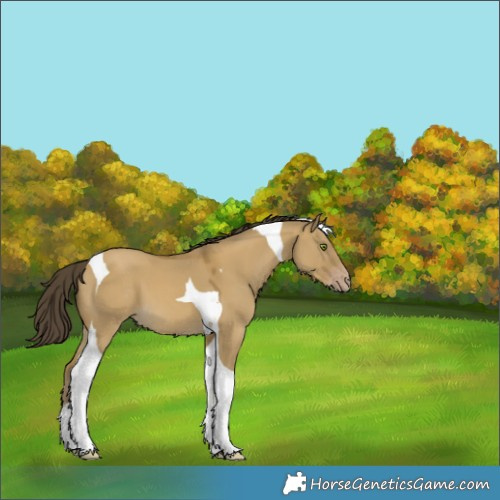 Horse Color:Classic Cream Champagne Dun Tobiano 