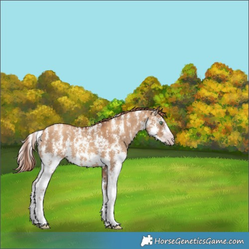 Horse Color:Gray Gold Champagne Dun Sabino Blanket