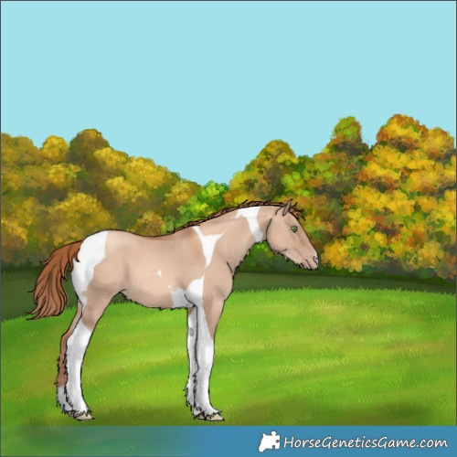 Horse Color:Gold Champagne Dun Tobiano 