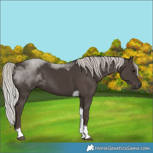 Horse Color:Silver Black Tobiano 