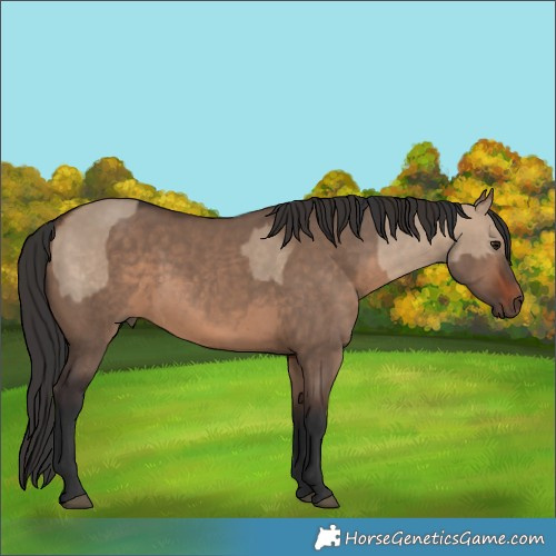 Horse Color:Brown Dun and Brown Dun Rabicano