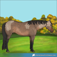 Horse Color:Brown Dun and Brown Dun Rabicano