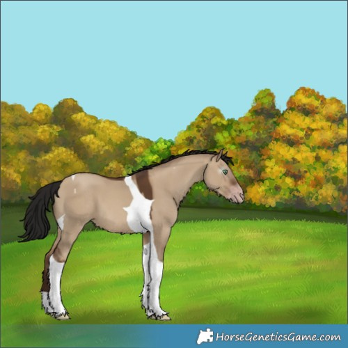 Horse Color:Gray Sable Champagne Dun Tobiano 