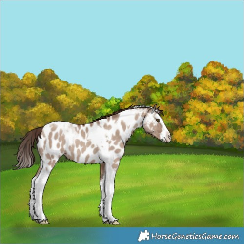 Horse Color:Classic Champagne Dun Splash Tobiano Appaloosa 