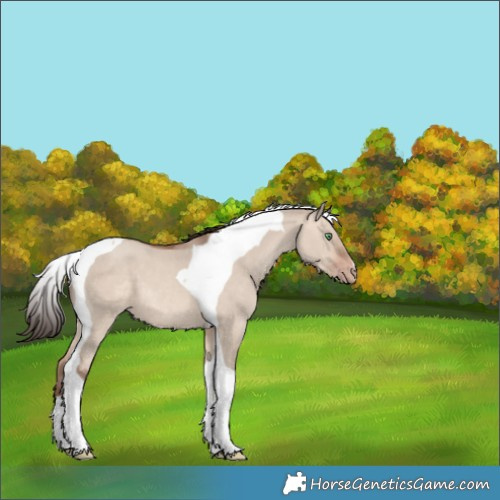 Horse Color:Sable Champagne Dun Tobiano 