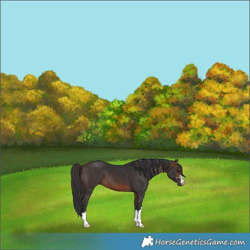 Horse Color:Brown 