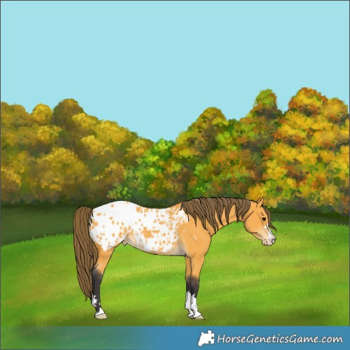 Horse Color:Buckskin Blanket