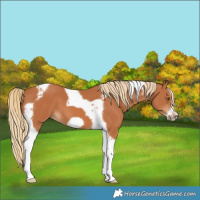 Horse Color:Chestnut Tobiano Frame