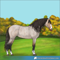 Horse Color:Bay Roan Dun 