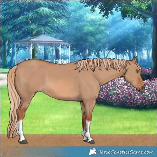 Horse Color:Red Dun Tobiano 
