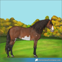 Horse Color:Bay Frame