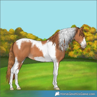 Horse Color:Chestnut Tobiano Frame 