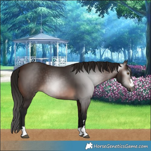 Horse Color:Gray Bay 