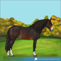 Horse Color:Gray Bay 