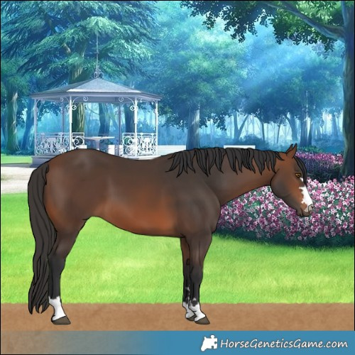 Horse Color:Brown 