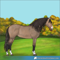 Horse Color:Bay Dun 
