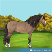 Horse Color:Bay Dun 