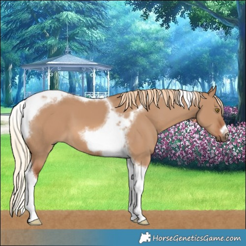 Horse Color:Red Dun Tobiano Frame 