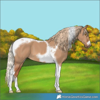 Horse Color:Red Dun Tobiano Frame