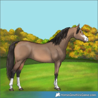 Horse Color:Bay Dun