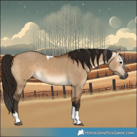 Horse Color:Gray Bay Dun Tobiano 