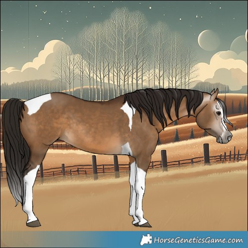Horse Color:Gray Bay Dun Splash Tobiano Rabicano 