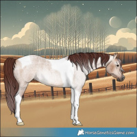 Horse Color:Gray Chocolate Bay Roan Dun Tobiano 