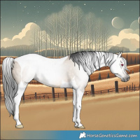 Horse Color:Gray Bay Dun Tobiano