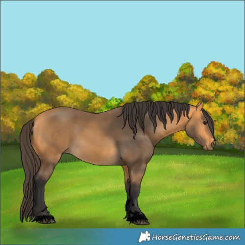 Horse Color:Void Buckskin