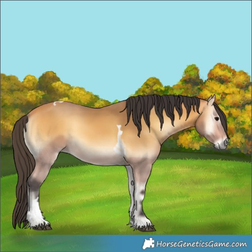 Horse Color:Buckskin Onyx Tobiano 