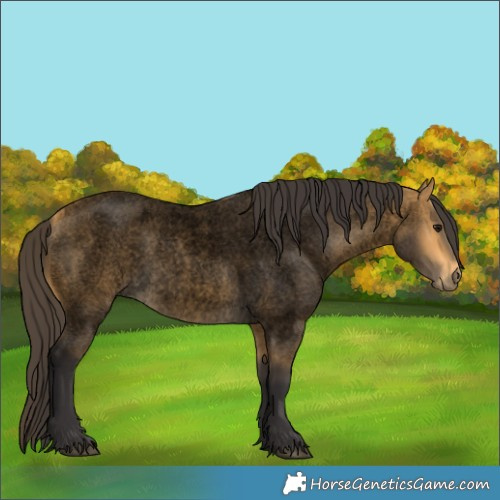 Horse Color:Void Buckskin Roan 