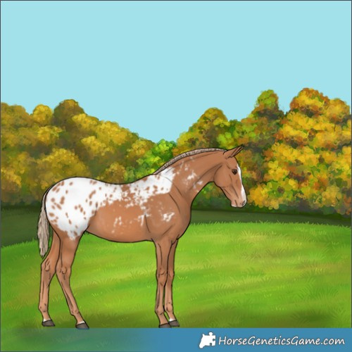 Horse Color:Chestnut Splash Appaloosa 