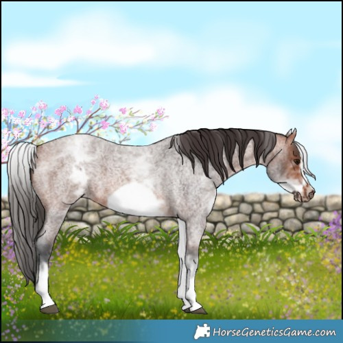 Horse Color:White Spotted Bay Roan Frame