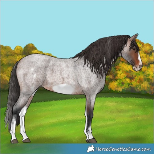 Horse Color:White Spotted Brown Roan Frame 