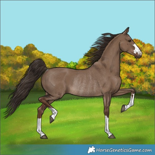 Horse Color:Liver Red Dun Rabicano 