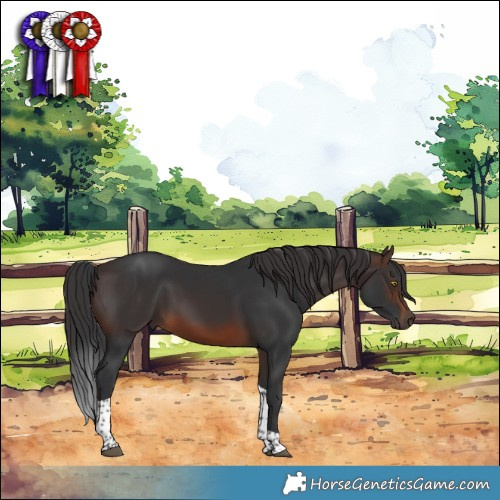 Horse Color:Brown Tobiano