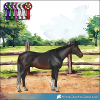 Horse Color:Brown Tobiano 