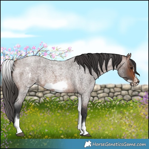 Horse Color:White Spotted Brown Roan Frame 