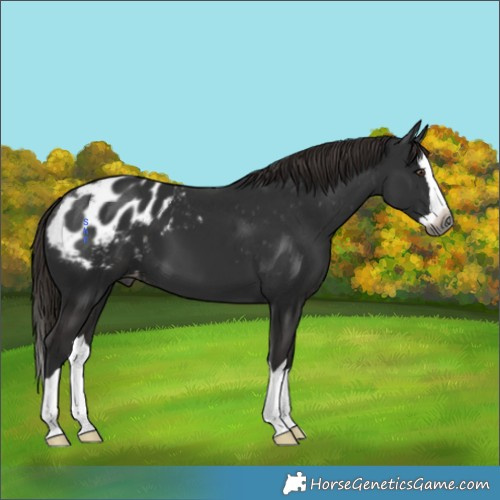 Horse Color:Gray Liver Chestnut Splash Appaloosa 