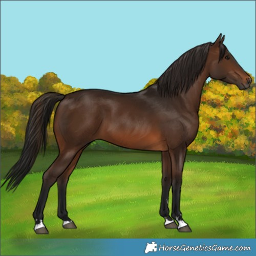 Horse Color:Gray Bay 