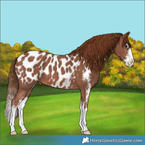 Horse Color:Chestnut Sabino Splash Appaloosa